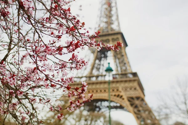 Třešní Paříži Větev První Růžové Květy Začátkem Března Eiffelova Věž — Stock fotografie