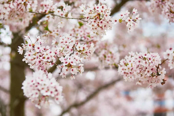 春季粉红色樱花盛开的特写 — 图库照片