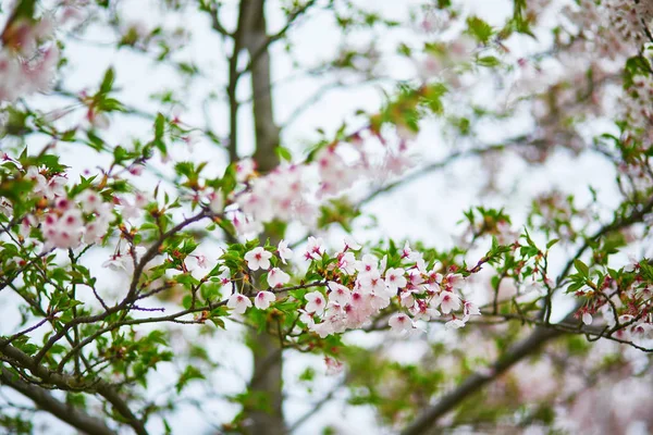 Primo Piano Fiori Ciliegio Rosa Giorno Primavera — Foto Stock