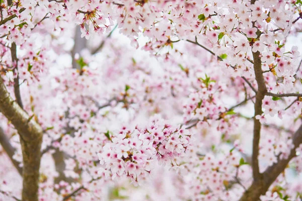 Крупный План Розовых Цветов Вишни Весенний День — стоковое фото