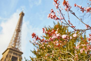 Arka planda Eyfel Kulesi ile çiçek açmış kiraz çiçekleri