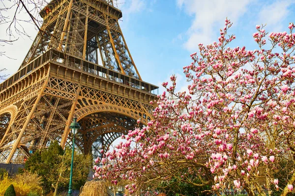 Rosa Magnolie in voller Blüte und Eiffelturm über dem blauen Himmel — Stockfoto