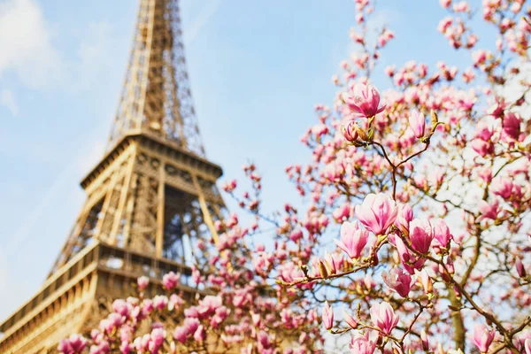 Rózsaszín magnolia teljes virágos és Eiffel-torony, mint a kék ég — Stock Fotó