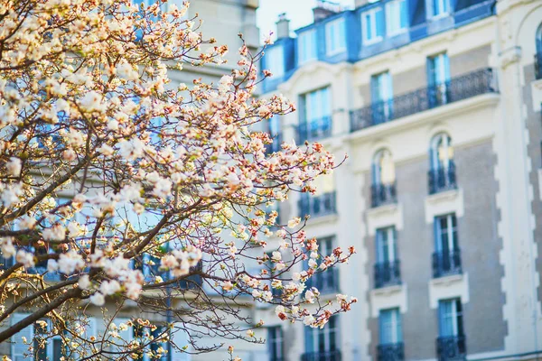Primer plano de magnolia rosa en plena floración cerca del edificio residencial en París —  Fotos de Stock