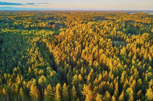 Vista panoramica dall'alto verso il basso della foresta mista nella campagna finlandese, al tramonto — Foto Stock