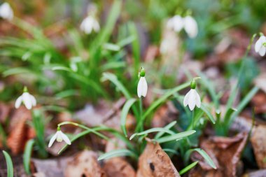 Çimlerde kar damlaları