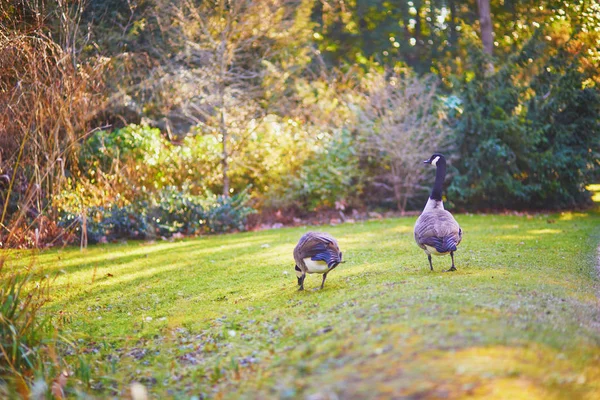 Pár kanadai liba (Branta canadensis) a fű — Stock Fotó