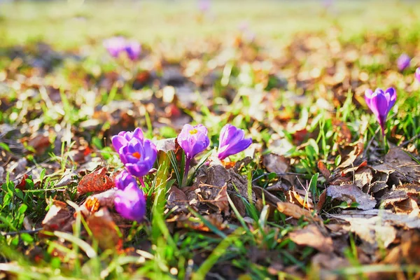 Güzel mor çiğdemler — Stok fotoğraf