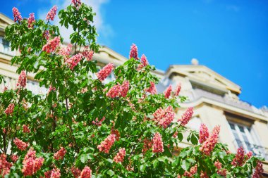Paris 'in bir caddesinde çiçeklenmiş pembe kestanelerin manzarası.