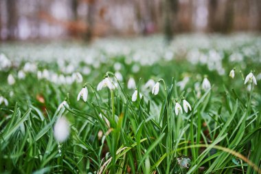 Bir sürü beauitul beyaz kar damlası