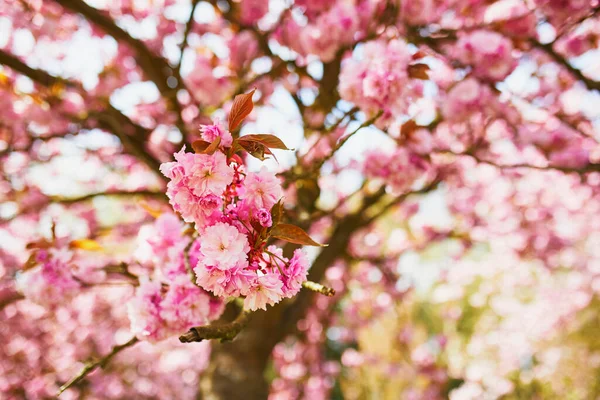 春日,桃红色的樱花盛开 — 图库照片