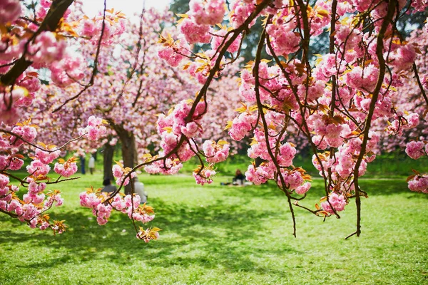 Árvore de flor de cereja rosa em plena floração em um dia de primavera — Fotografia de Stock