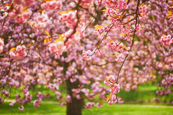 Árvore de flor de cereja rosa em plena floração em um dia de primavera — Fotografia de Stock