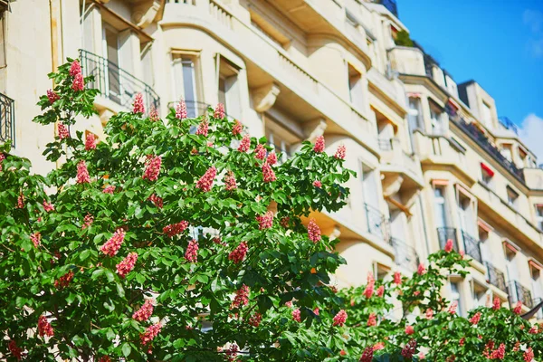 Vista panorámica de castañas rosadas en plena floración en una calle de París —  Fotos de Stock