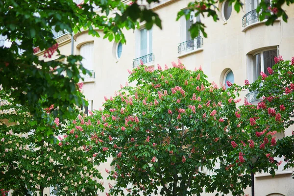 Vista panorámica de castañas rosadas en plena floración en una calle de París —  Fotos de Stock