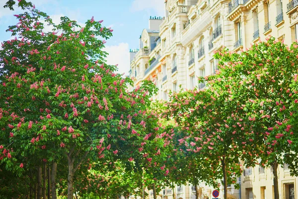 Vista panorámica de castañas rosadas en plena floración en una calle de París — Foto de Stock