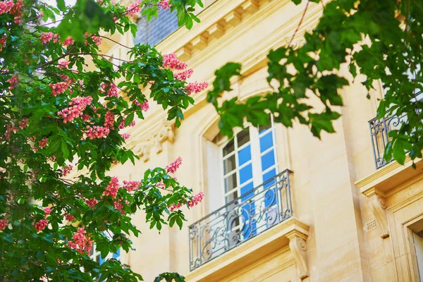 Vista panorámica de castañas rosadas en plena floración en una calle de París —  Fotos de Stock