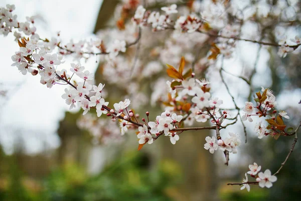 Rosa Kirschblütenbaum in voller Blüte an einem Frühlingstag — Stockfoto