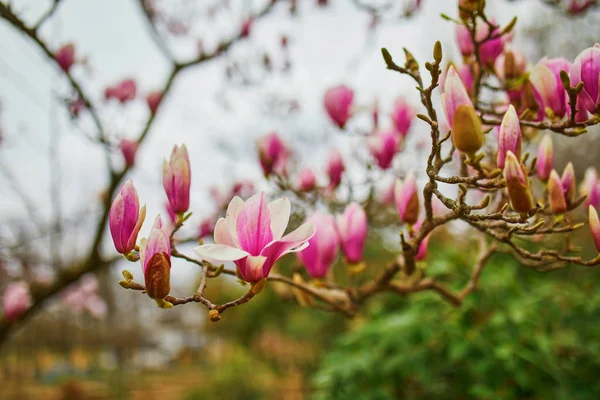 Magnólia rosa árvore em plena floração em um dia de primavera — Fotografia de Stock