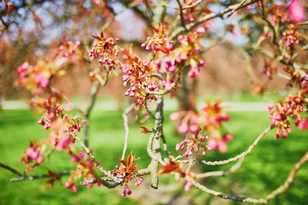 Pink cherry blossom tree starting to bloom on a spring day — 스톡 사진