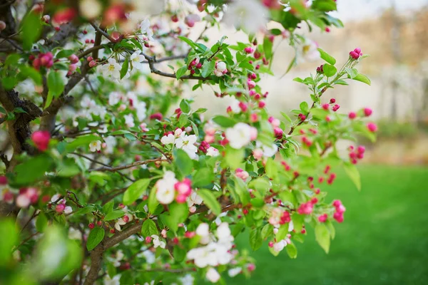 春天的一天，白杨树盛开。 — 图库照片