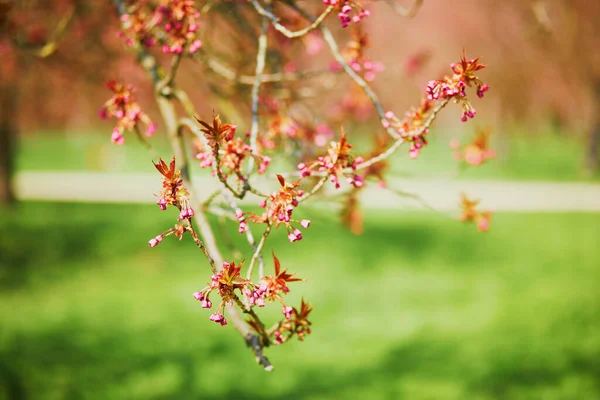 Albero di ciliegio rosa che inizia a fiorire in un giorno di primavera — Foto Stock