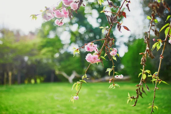 Albero di ciliegio rosa in piena fioritura in un giorno di primavera — Foto Stock