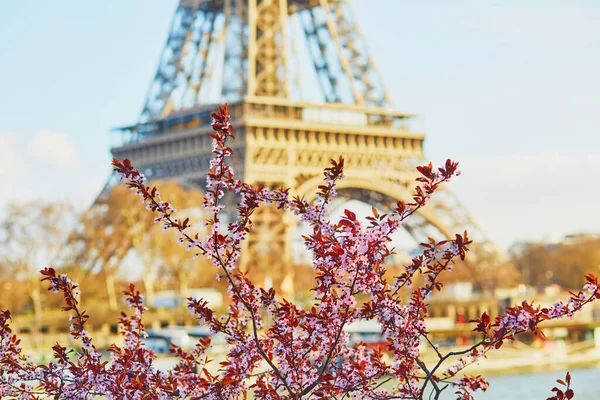 Třešňové květy v plném květu s Eiffelovou věží v pozadí — Stock fotografie