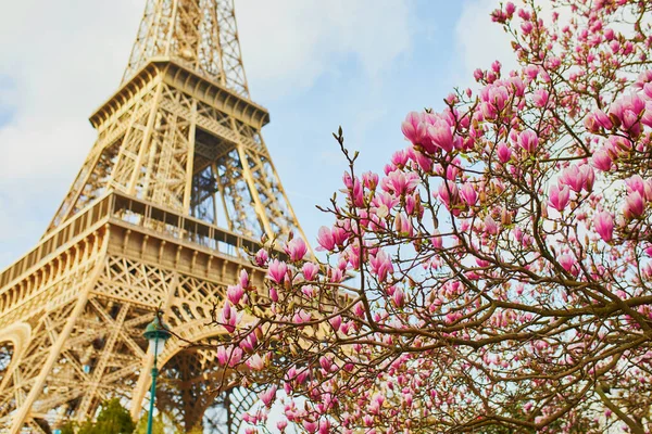 Rózsaszín magnolia teljes virágos és Eiffel-torony, mint a kék ég — Stock Fotó