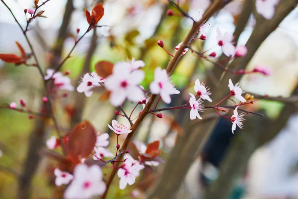 Árvore de flor de cereja rosa em plena floração em um dia de primavera — Fotografia de Stock