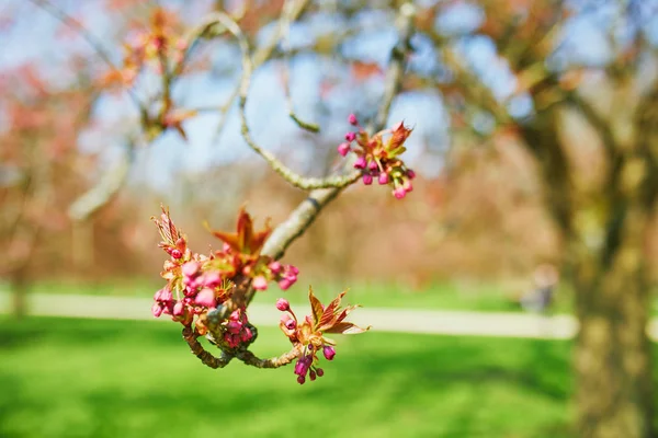 Pink cherry blossom tree starting to bloom on a spring day — 스톡 사진