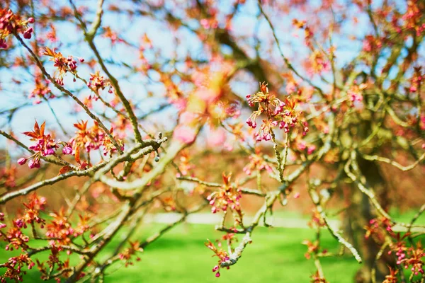 Árbol de flor de cerezo rosa que comienza a florecer en un día de primavera — Foto de Stock