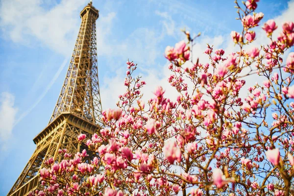 Рожева магнолія в повному розквіті та Ейфелева вежа над блакитним небом — стокове фото
