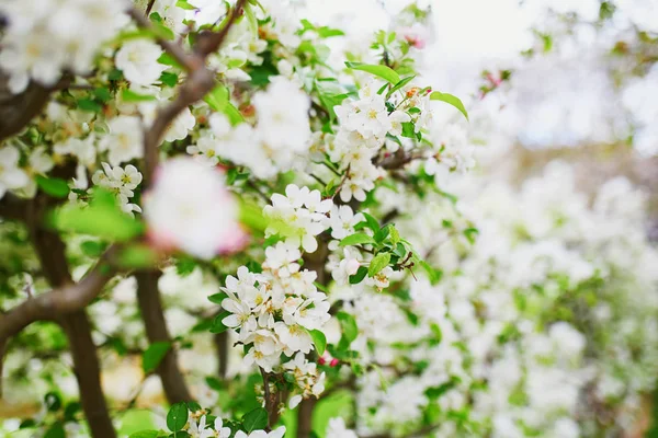 Apprendista bianco in piena fioritura in una giornata primaverile — Foto Stock