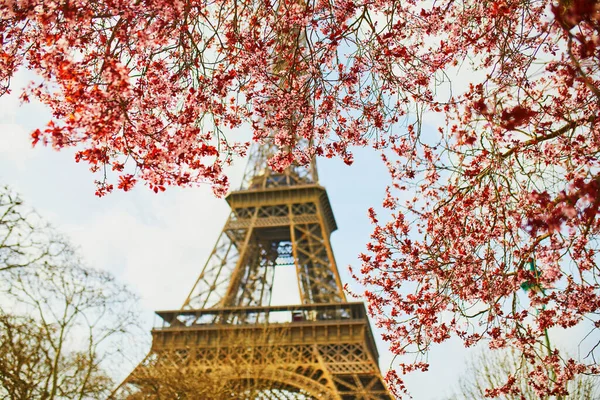 Flor de cerejeira flores em plena floração com Torre Eiffel no fundo — Fotografia de Stock