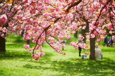 Pembe kiraz ağacı bir bahar günü çiçek açar.