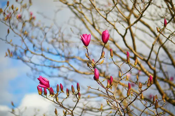 Tam Bloom güzel Manolya closeup — Stok fotoğraf