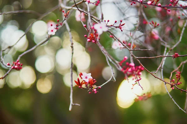 Flor de cerejeira flores em um dia de primavera — Fotografia de Stock