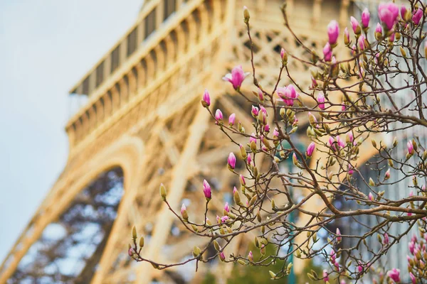 Magnolia starting to bloom near the Eiffel tower — Zdjęcie stockowe