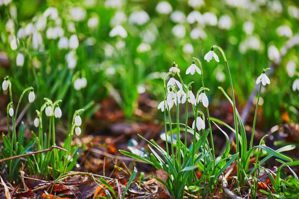 Snowdrops in full bloom in forest on a nice spring day — Zdjęcie stockowe