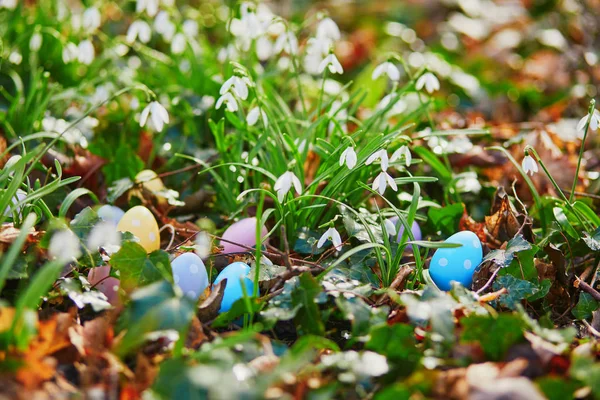 Colorful Easter eggs hidden in grass with beautiful snowdrop flowers
