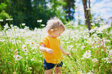 Bir yaz gününde yeşil çim engüzel papatyalar arasında sevimli bebek kız. Dışarıda eğlenen küçük çocuk. Doğayı keşfeden çocuk