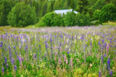 Finlandiya ormanlarında ya da kırsallarında yetişen çeşitli yeşil bitki ve çiçeklerin yakınlaşması. Finlandiya 'nın doğası