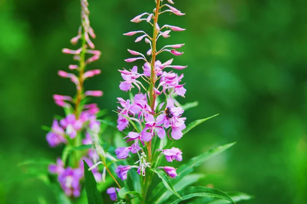 Flores Silvestres Púrpura Primer Plano Prado Bosque Naturaleza Finlandia —  Fotos de Stock