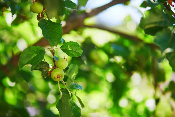 リンゴの木の枝に緑のリンゴ — ストック写真