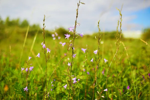 Yeşil Çimlerde Yabani Çan Çiçekleri Kuzey Avrupa Doğası — Stok fotoğraf