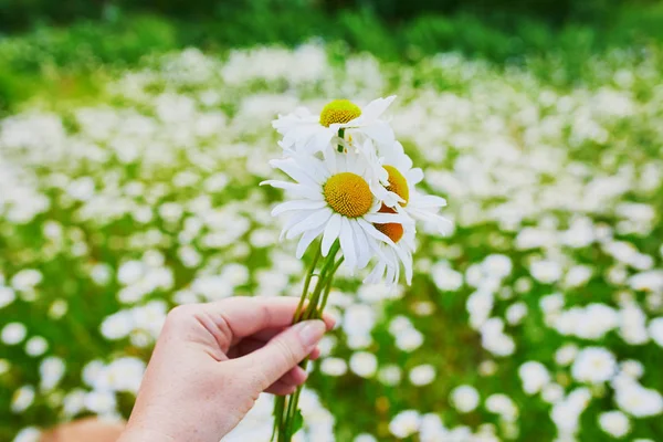 Woman Hand Holding Bunch Camomiles Flower Field — Stock Photo, Image