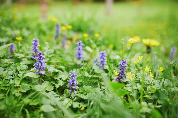 Wild Lupines Growing Forest Summer Day — Stock Photo, Image