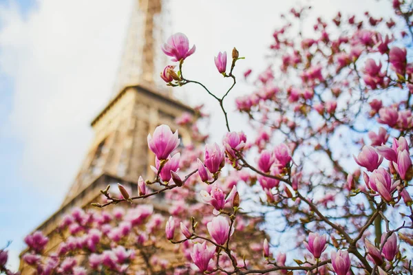 Magnólia Rosa Plena Floração Torre Eiffel Sobre Céu Azul Primavera — Fotografia de Stock