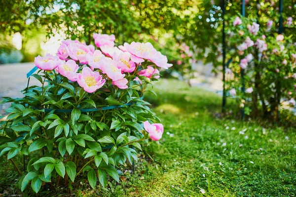 Hermoso Arbusto Peonía Flor Con Flores Rosadas Jardín —  Fotos de Stock